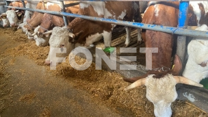 Poziv za premije za mleko